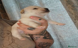 Mixed Breed dogs for sale: Jackawawas  - Image 8