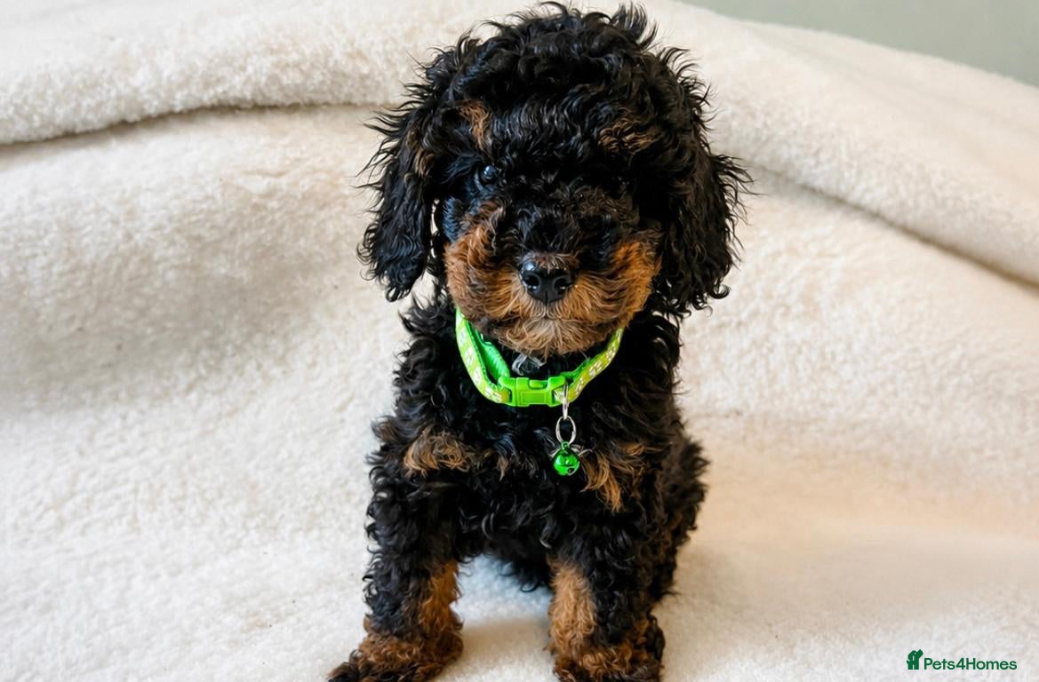 Cavapoo dogs  Toy Cavapoo health tested f1b ready to go  - Advert 3