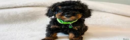 Cavapoo dogs for sale:  Toy Cavapoo health tested f1b ready to go  - Advert 1
