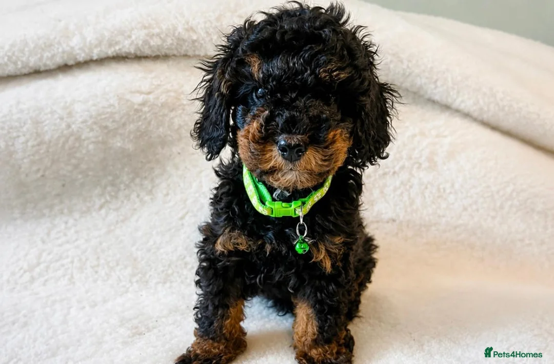 Cavapoo dogs for sale:  Toy Cavapoo health tested f1b ready to go  - Advert 1