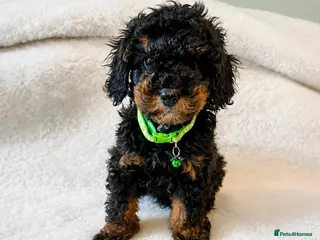 Cavapoo dogs Toy Cavapoo health tested f1b ready to go - Advert 3