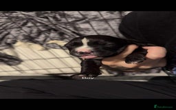 Mixed Breed dogs for sale: Beautiful cane corse/staff puppies - Image 4