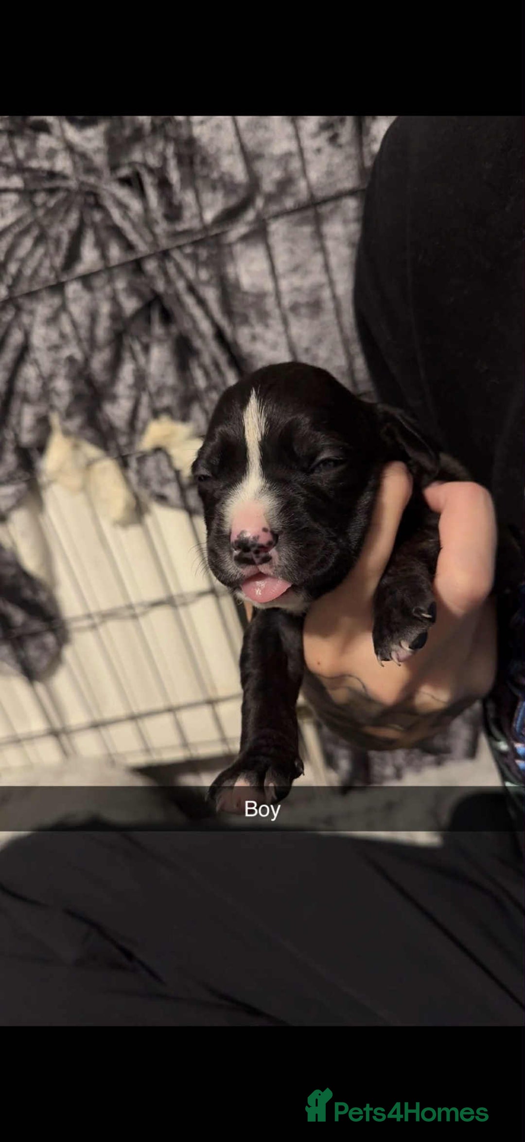 Mixed Breed dogs for sale: Beautiful cane corse/staff puppies - Image 4