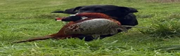 Labrador Retriever dogs for sale: Exceptionally bred KC pups, one yellow girl left  - Advert 5