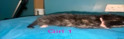 Mixed Breed cats for sale: 4 beautiful kittens for sale  - Advert 5