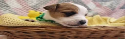 Jack Russell dogs for sale: KC reg Jack Russell pups, parents DNA health teste - Advert 14