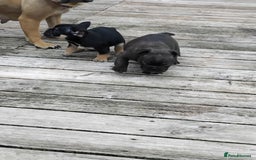 French Bulldog dogs for sale: French bulldogs puppys in Nottingham - Image 13