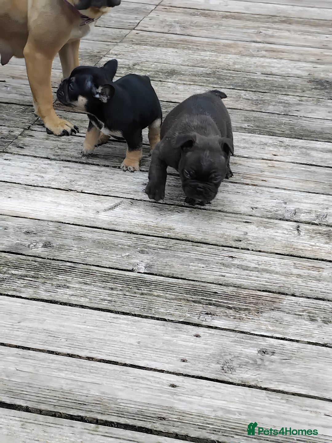 French Bulldog dogs for sale: French bulldogs puppys in Nottingham - Image 13