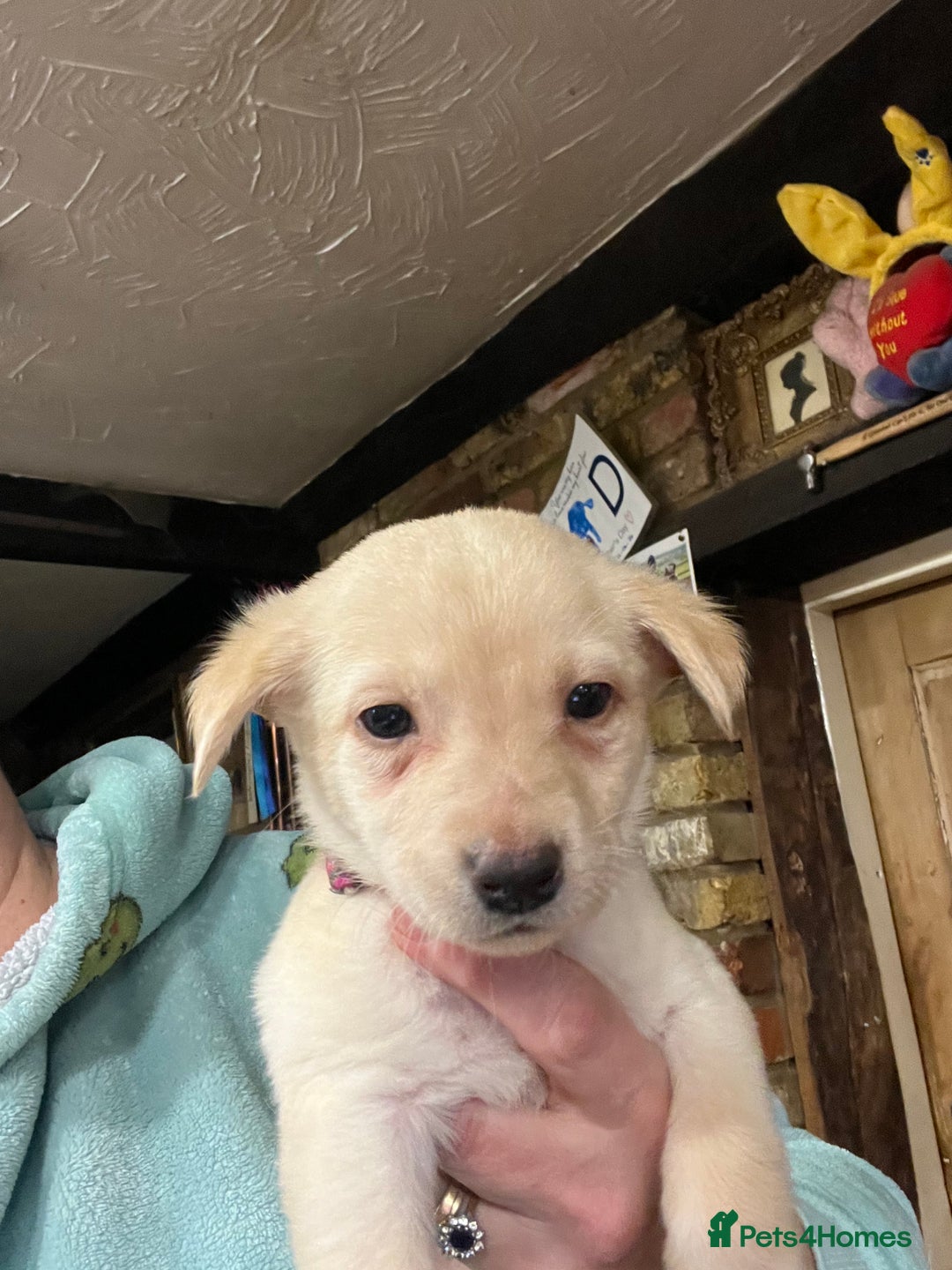 Labrador Retriever dogs for sale: Adorable Labrador puppies  - Advert 2