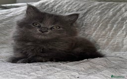 Maine Coon cats for sale: GORGEOUS MAINE COON KITTENS - Image 22