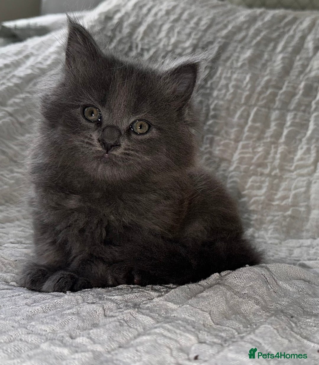 Maine Coon cats for sale: GORGEOUS MAINE COON KITTENS - Image 22