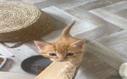 Mixed Breed cats for sale: Healthy, loved, well behaved and clean kittens - Image 5