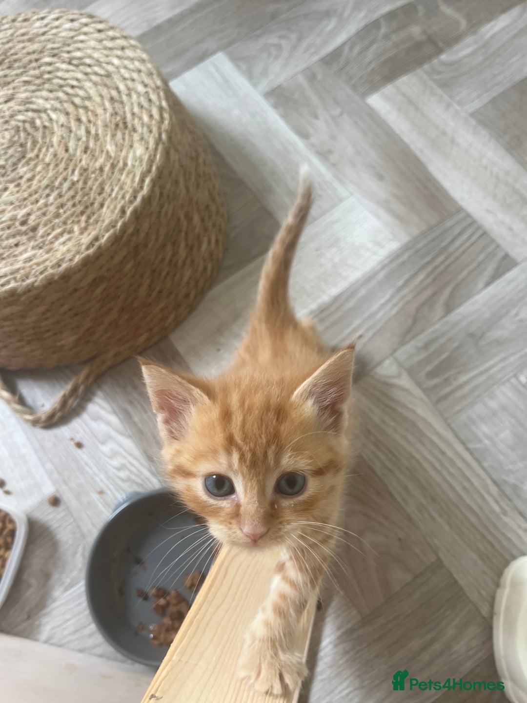 Mixed Breed cats for sale: Healthy, loved, well behaved and clean kittens - Image 5