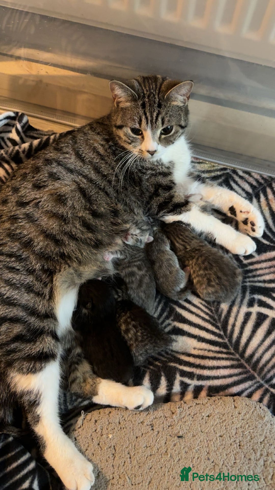 Mixed Breed cats for sale: Kittens for sale!  - Advert 6