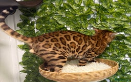 Bengal cats for stud: Proven Bengal stud TICA and GCCF registered  in Ipswich - Image 1