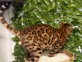 Bengal cats in Ipswich - Advert 1