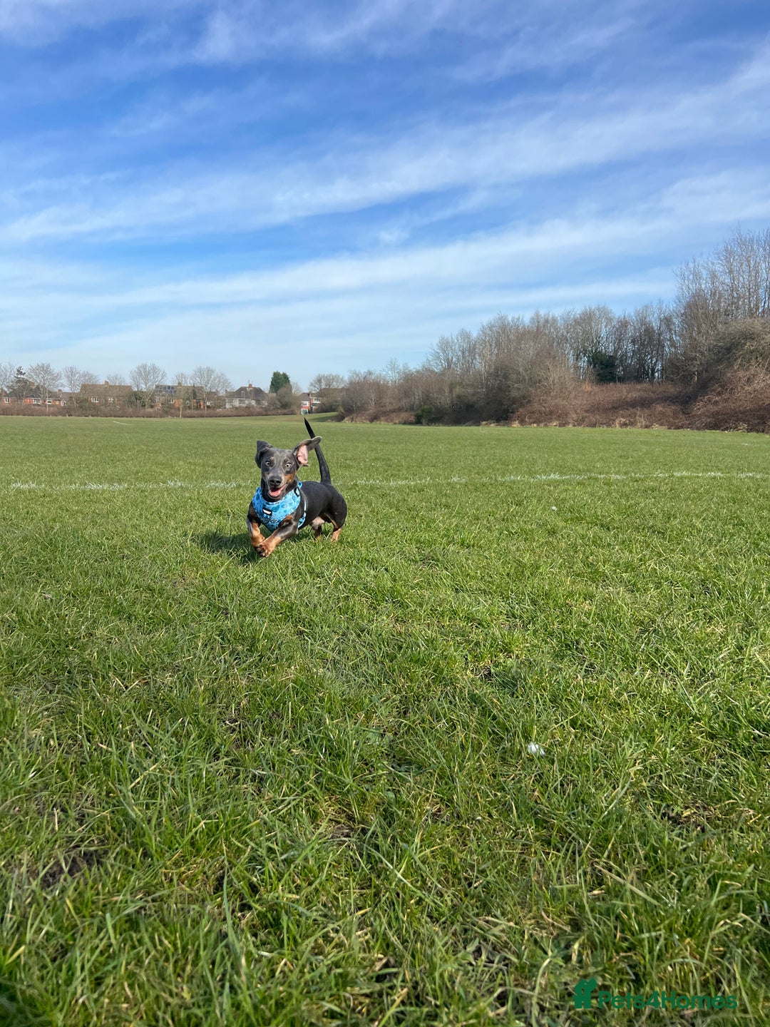 Dachshund dogs for sale: Grey and Tan Male Dachshund 17 months old - Advert 10