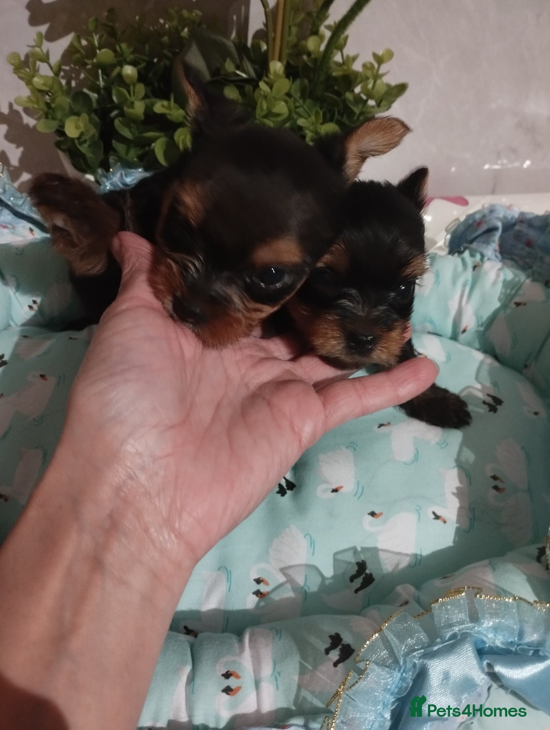 Yorkshire Terrier dogs for sale: 💝💝Beautiful miniature babies 💝💝 - Image 32