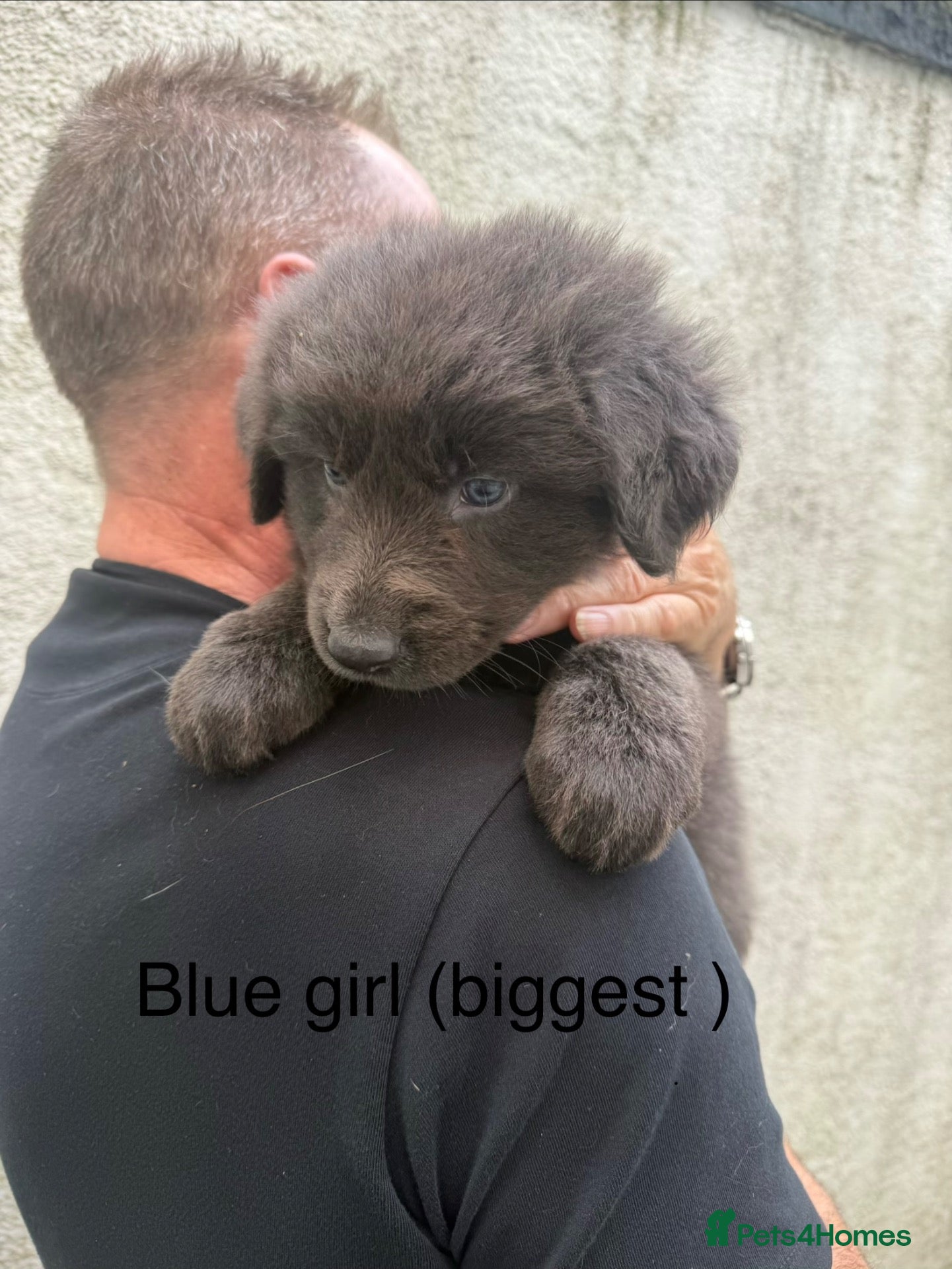Mixed Breed dogs German shepherd x Tibetan mastiff - Advert 16