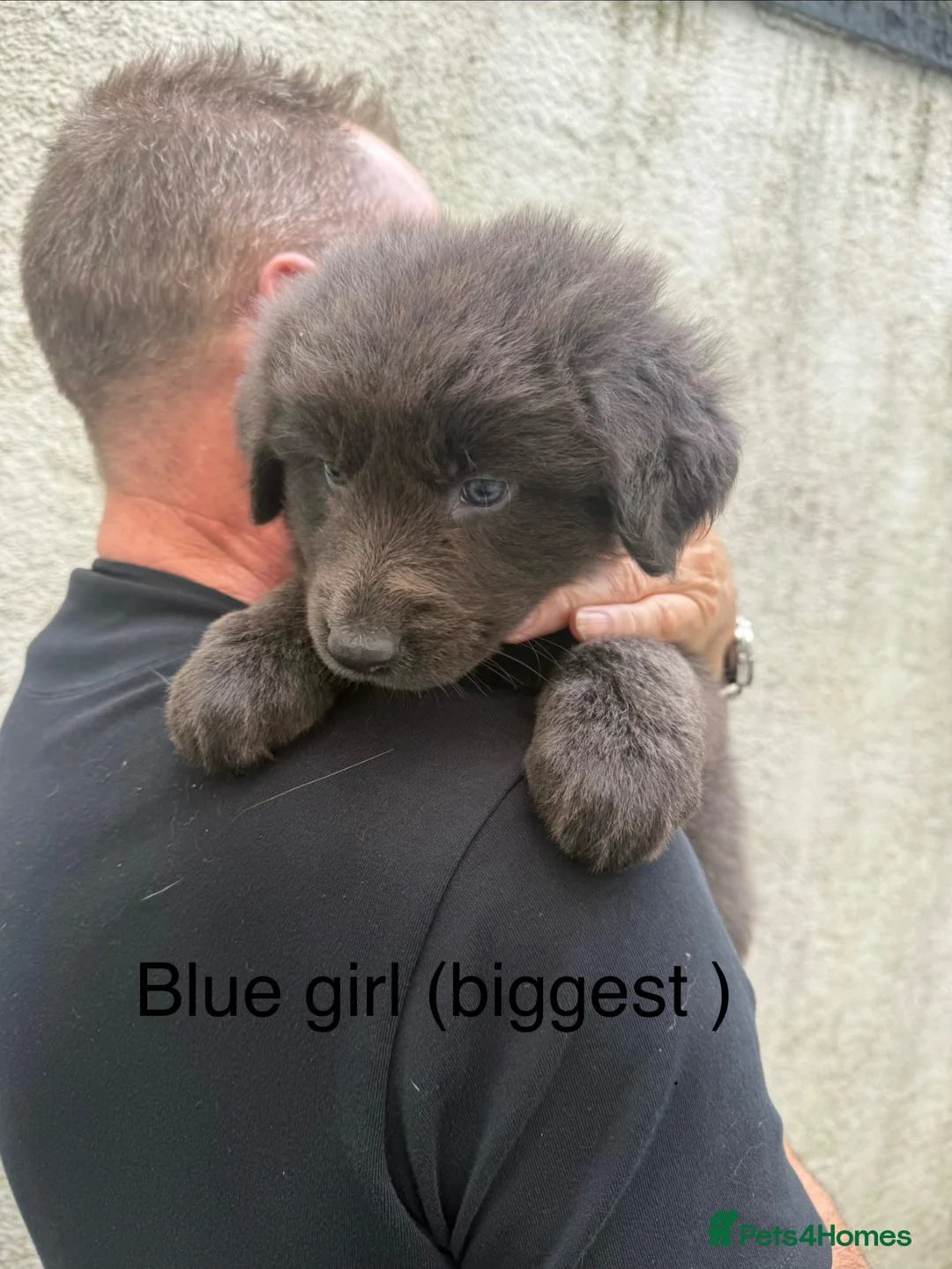 Mixed Breed dogs for sale: German shepherd x Tibetan mastiff - Advert 1