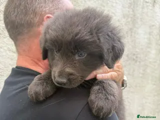 Mixed Breed dogs German shepherd x Tibetan mastiff - Advert 2