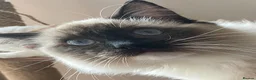 Ragdoll cats for sale: GCCF. Perfect Ragdolls ready to go. - Advert 27