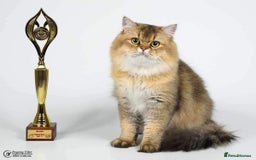 Scottish Fold cats for stud: Inter-champion SFLH straight male stud only  - Image 1