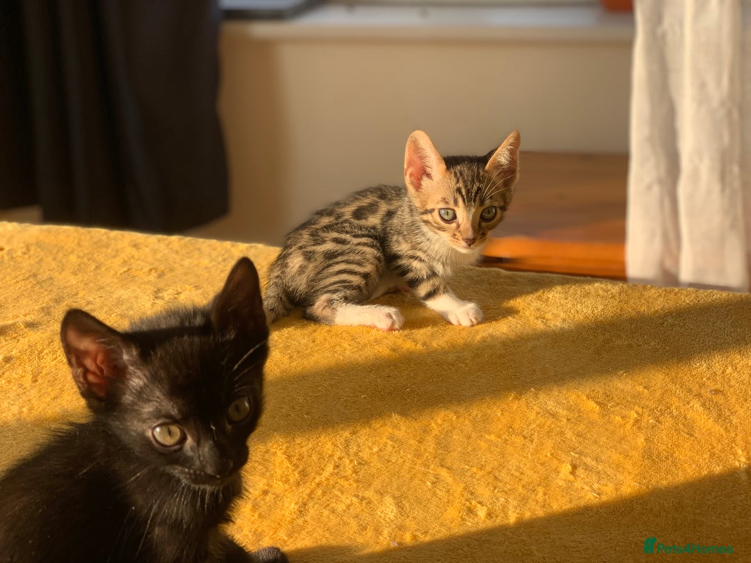 Bengal cats for sale: Ready to leave 3 left, 3/4 Bengal Kittens Rosetted - Image 7