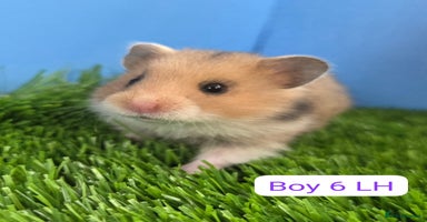 Hamster rodents - Advert 3