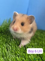 Hamster rodents - Advert 2