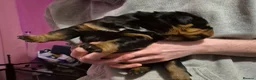 Rottweiler dogs for sale: Two lovely rotty pups boy is reserved  - Advert 7