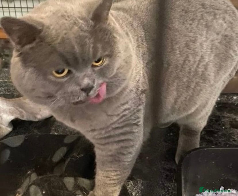 British Shorthair cats GCCF STUD BRITISH SHORTHAIR BIG MILTON KEYNES  - Advert 1