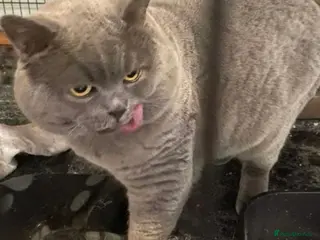 British Shorthair cats for stud: GCCF STUD BRITISH SHORTHAIR BIG MILTON KEYNES - Advert 1