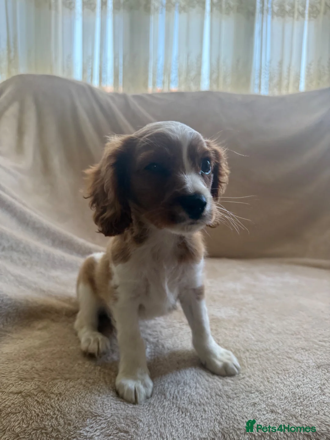 Cavalier King Charles Spaniel dogs for sale: Cavalier king charles spaniels  - Advert 6