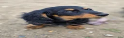 Miniature Dachshund dogs for sale: Miniature long haired black and tanned dachshund  - Advert 8