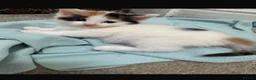 Mixed Breed cats for sale: Female ginger black and white mix kitten  - Advert 2