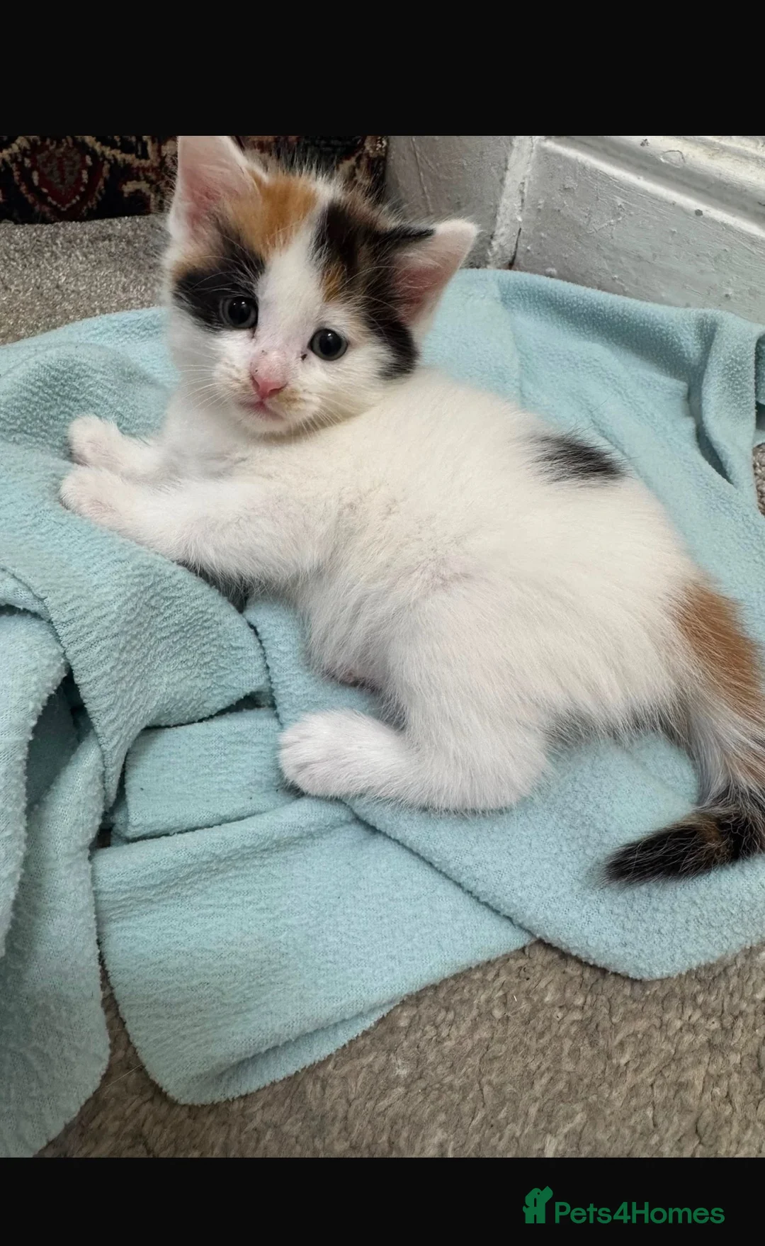 Mixed Breed cats for sale: Female ginger black and white mix kitten  - Advert 2