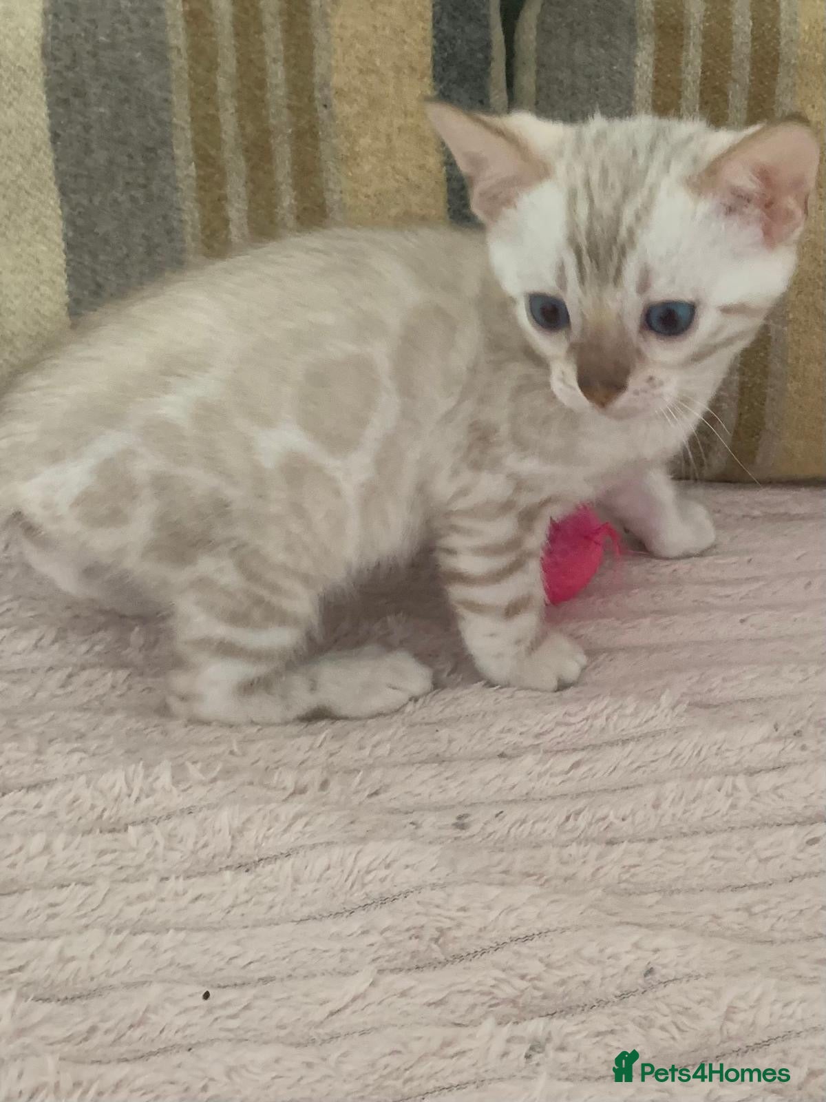 Bengal cats Beautiful Bengal babies  - Advert 10