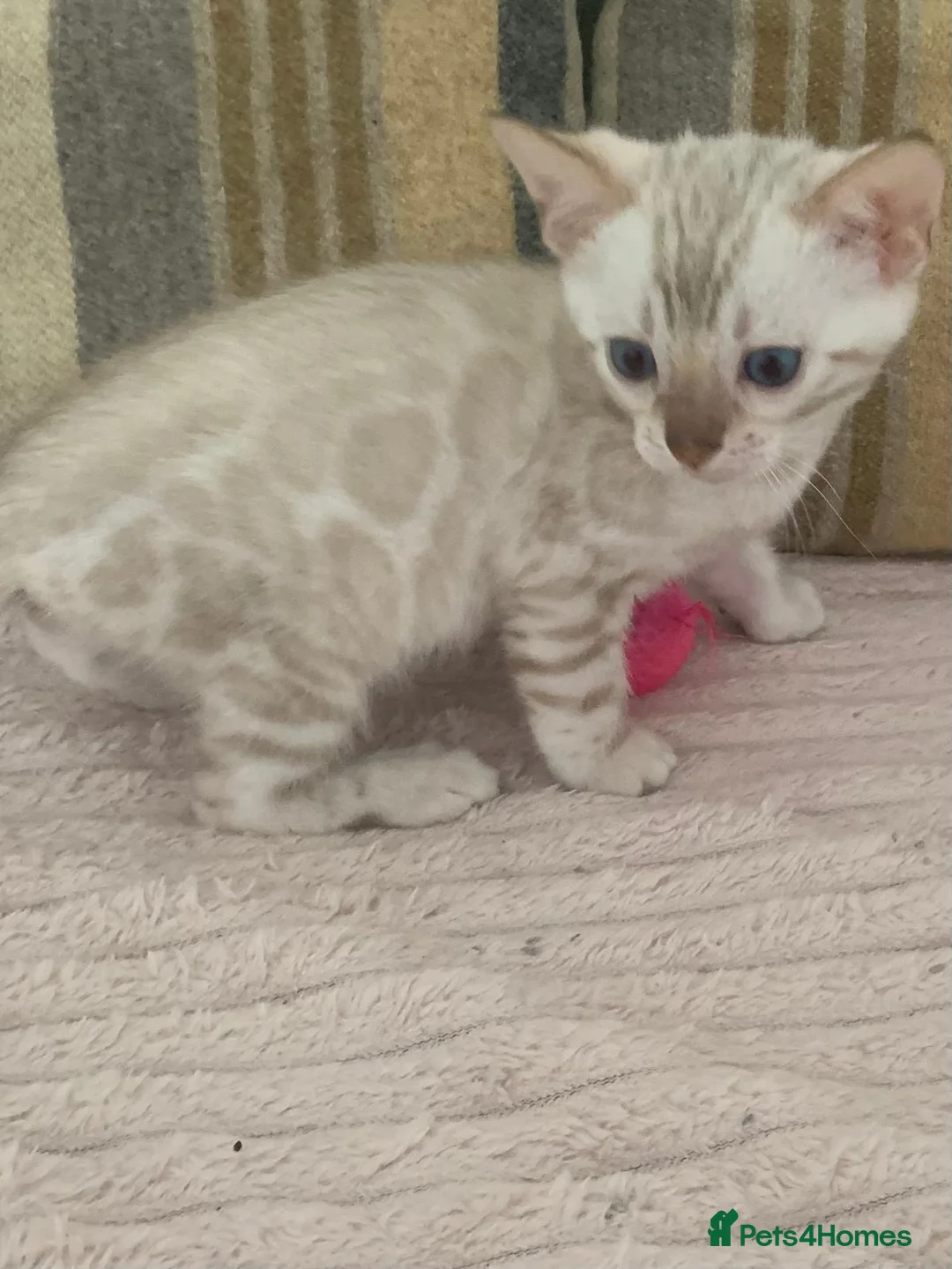 Bengal cats for sale: Beautiful Bengal babies  - Advert 1