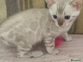 Bengal cats Beautiful Bengal babies - Advert 1
