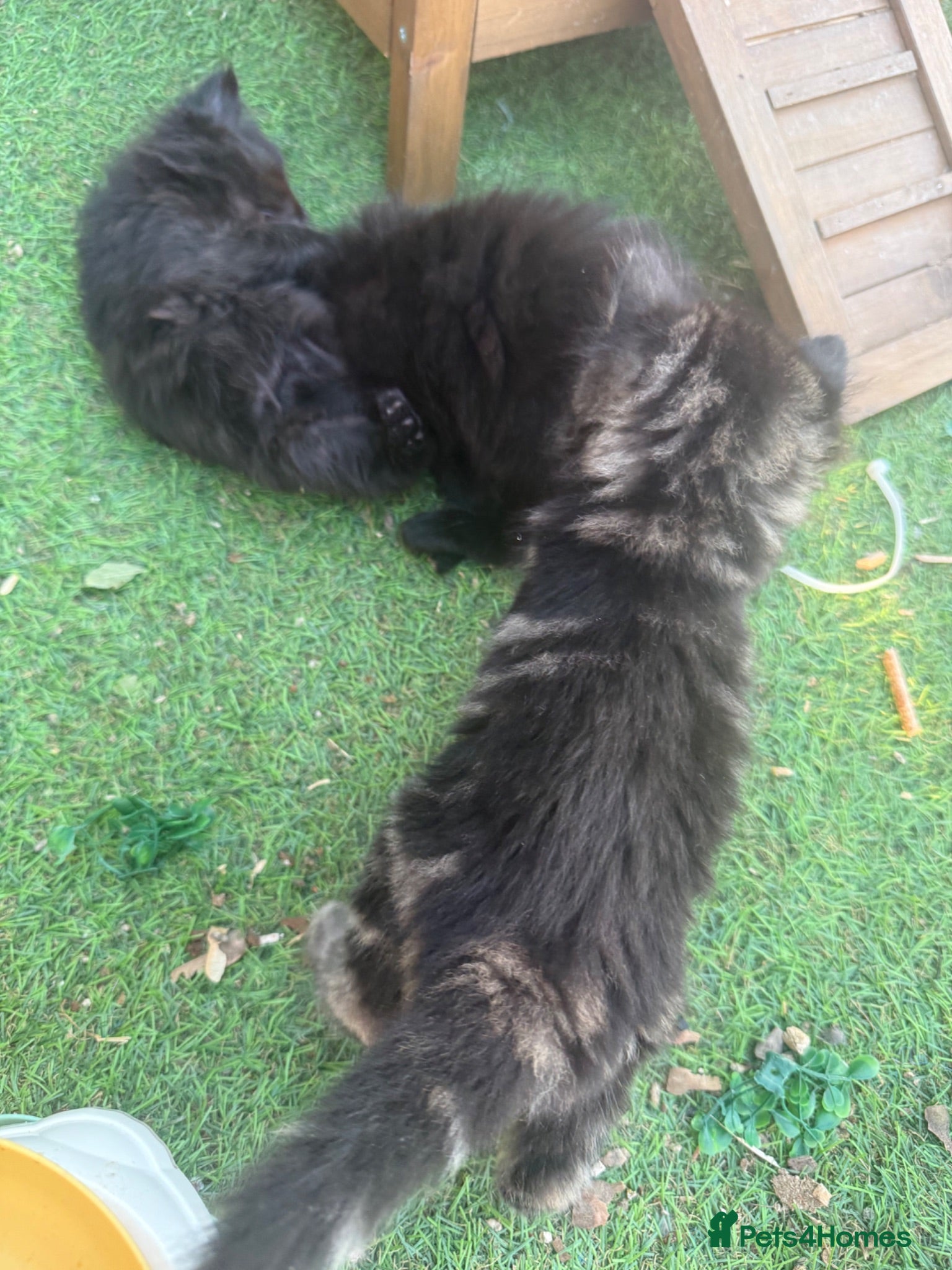 Mixed Breed cats Longhaired Black & Dark Tabby Chunky Kittens - Advert 2