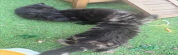 Mixed Breed cats for sale: One boy and one girl left - Longhaired, Kittens - Advert 8