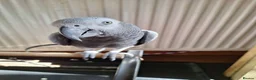 Parrots birds for sale: African grey for sale - Advert 2