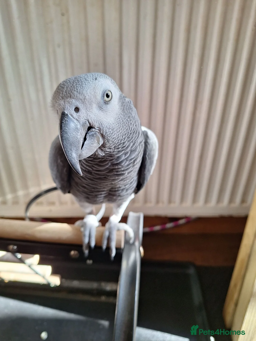 Parrots birds for sale: African grey for sale - Advert 2