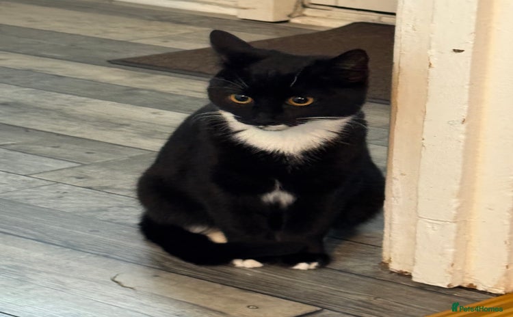 Mixed Breed cats For free 3 females kittens  - Advert 10