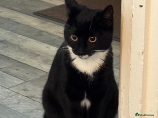 Mixed Breed cats For free 3 females kittens - Advert 10