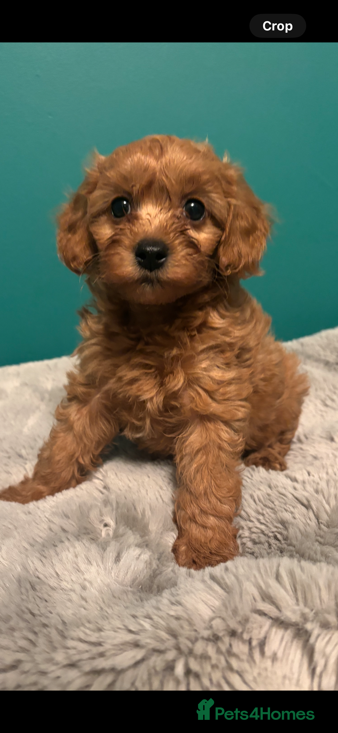 Cavapoo dogs for sale: F1b cavapoo - Image 3