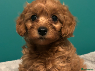 Cavapoo dogs - Advert 2