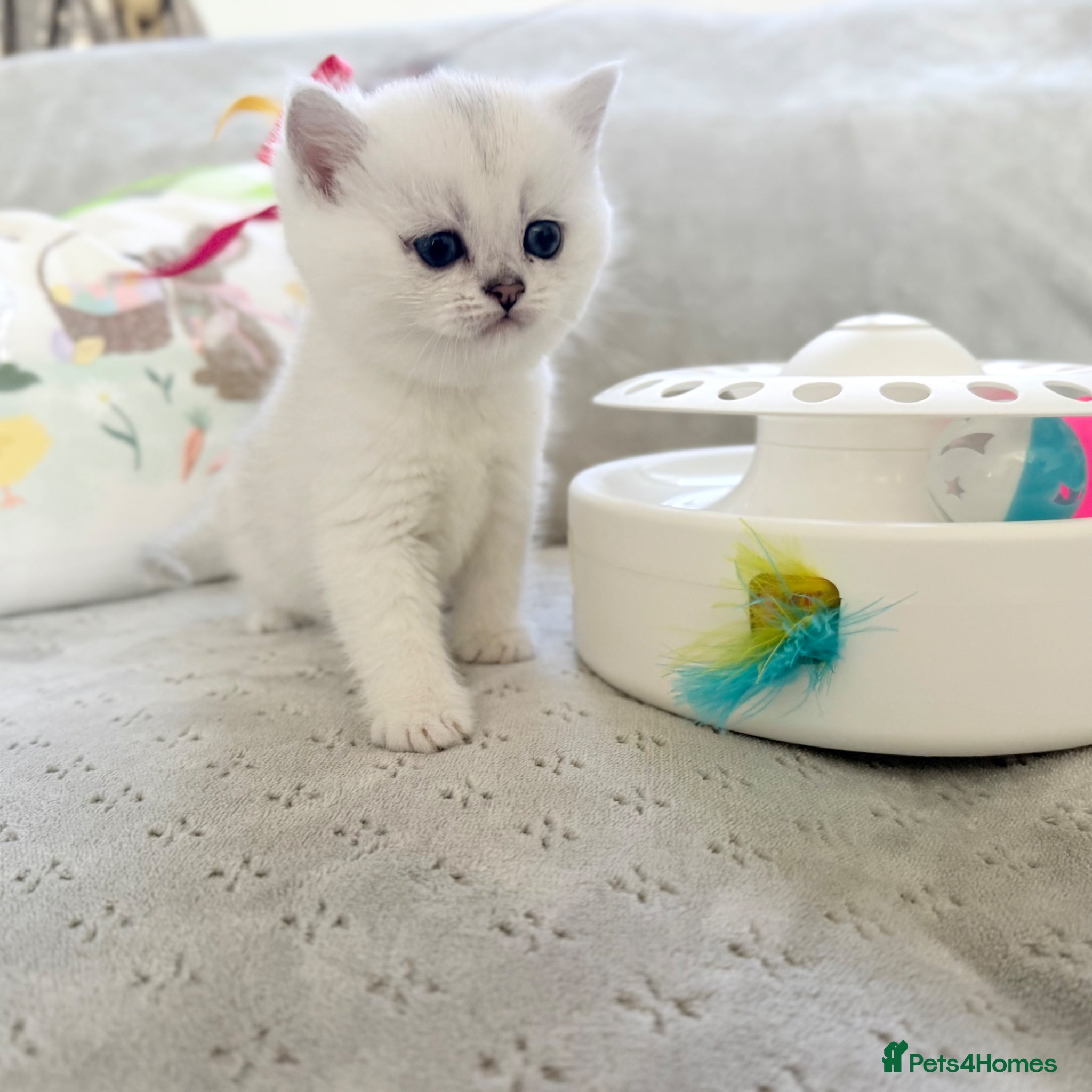 British Shorthair cats British Shorthair Chinchilla (Silver Shaded) boy  - Advert 2