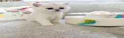 British Shorthair cats for sale: 😻TICA British Shorthair kittens 😻 - Advert 12